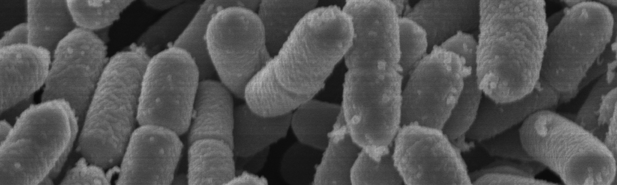 素材の可能性を広げる新発想の「乳酸菌A221」
