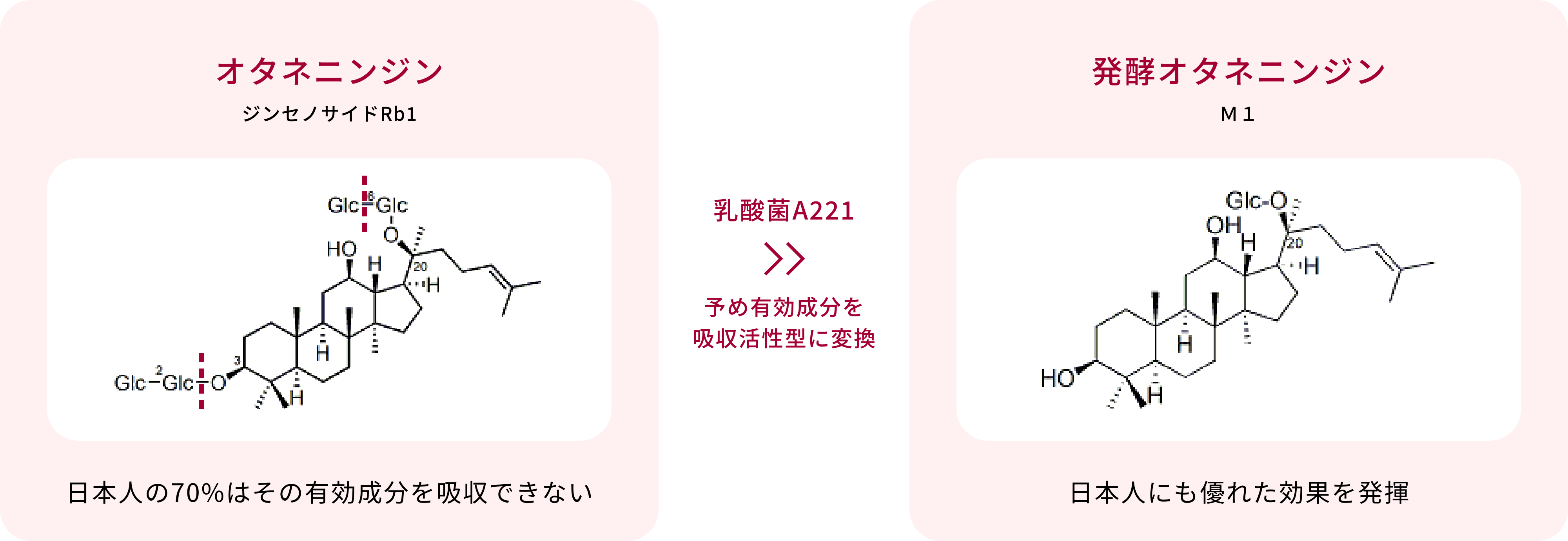 オタネニンジン発酵オタネニンジン