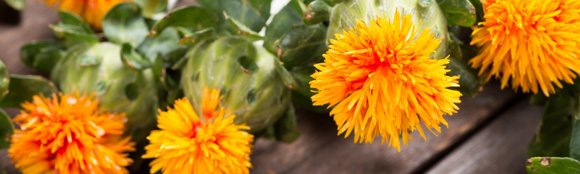未知なる可能性を持つ「紅花若葉」