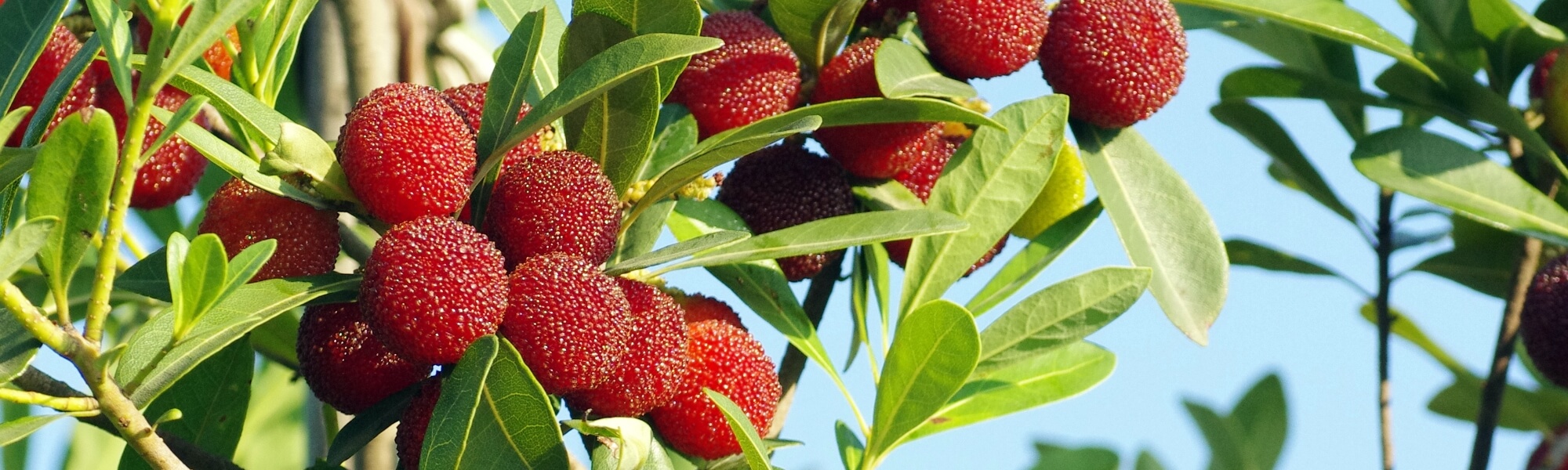 美を追求する中で発見した「ヤマモモ酵母」